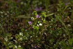 Lythrum rotundifolium