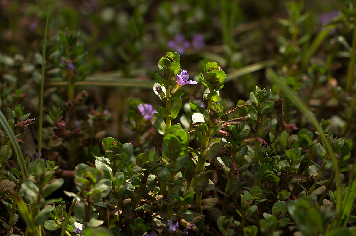 Lythrum rotundifolium Lythrum rotundifolium
