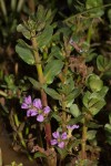 Lythrum rotundifolium