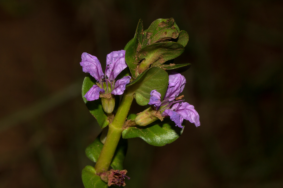 Lythrum rotundifolium Lythrum rotundifolium