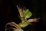Lythrum rotundifolium