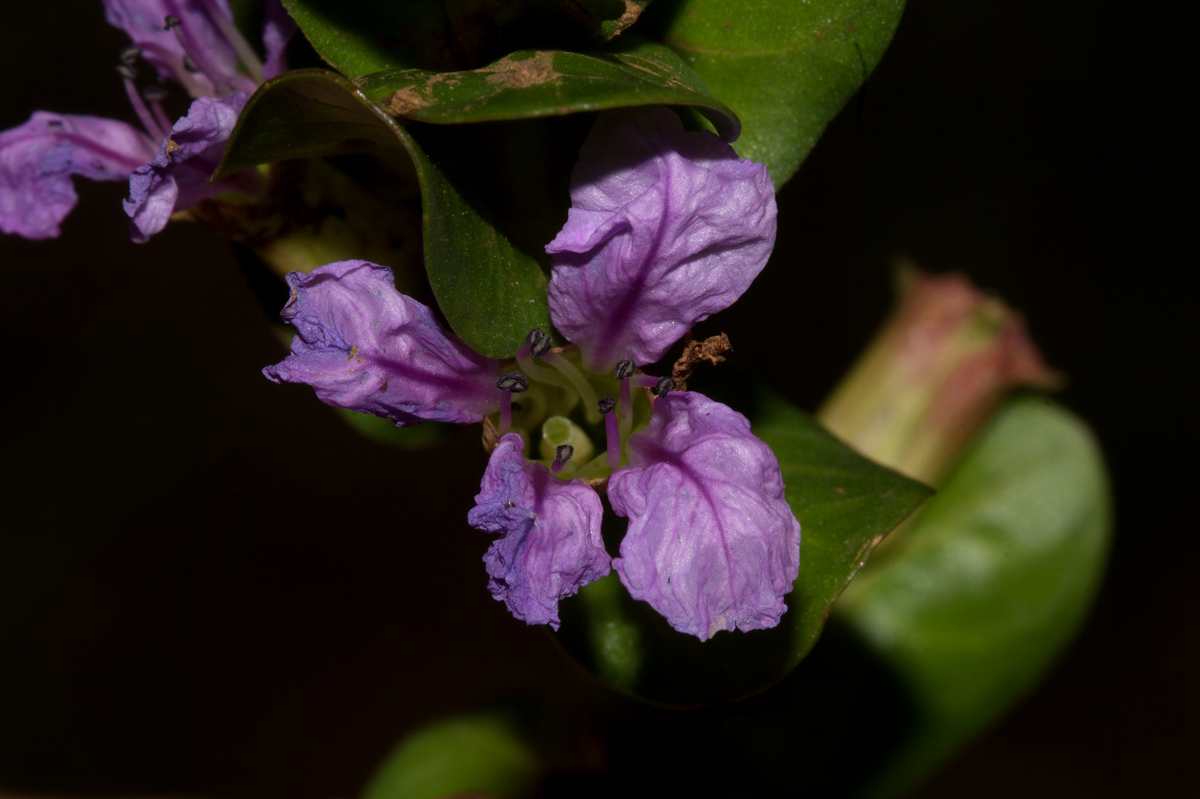 Lythrum rotundifolium Lythrum rotundifolium