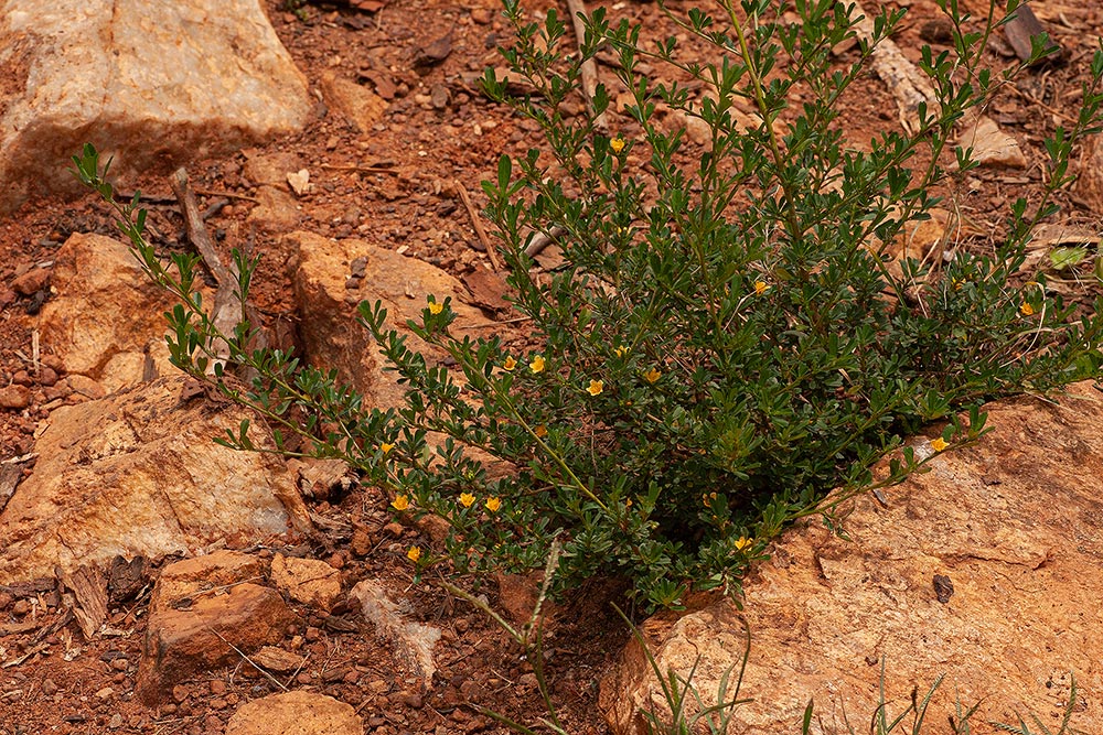 Sida tenuicarpa Sida tenuicarpa