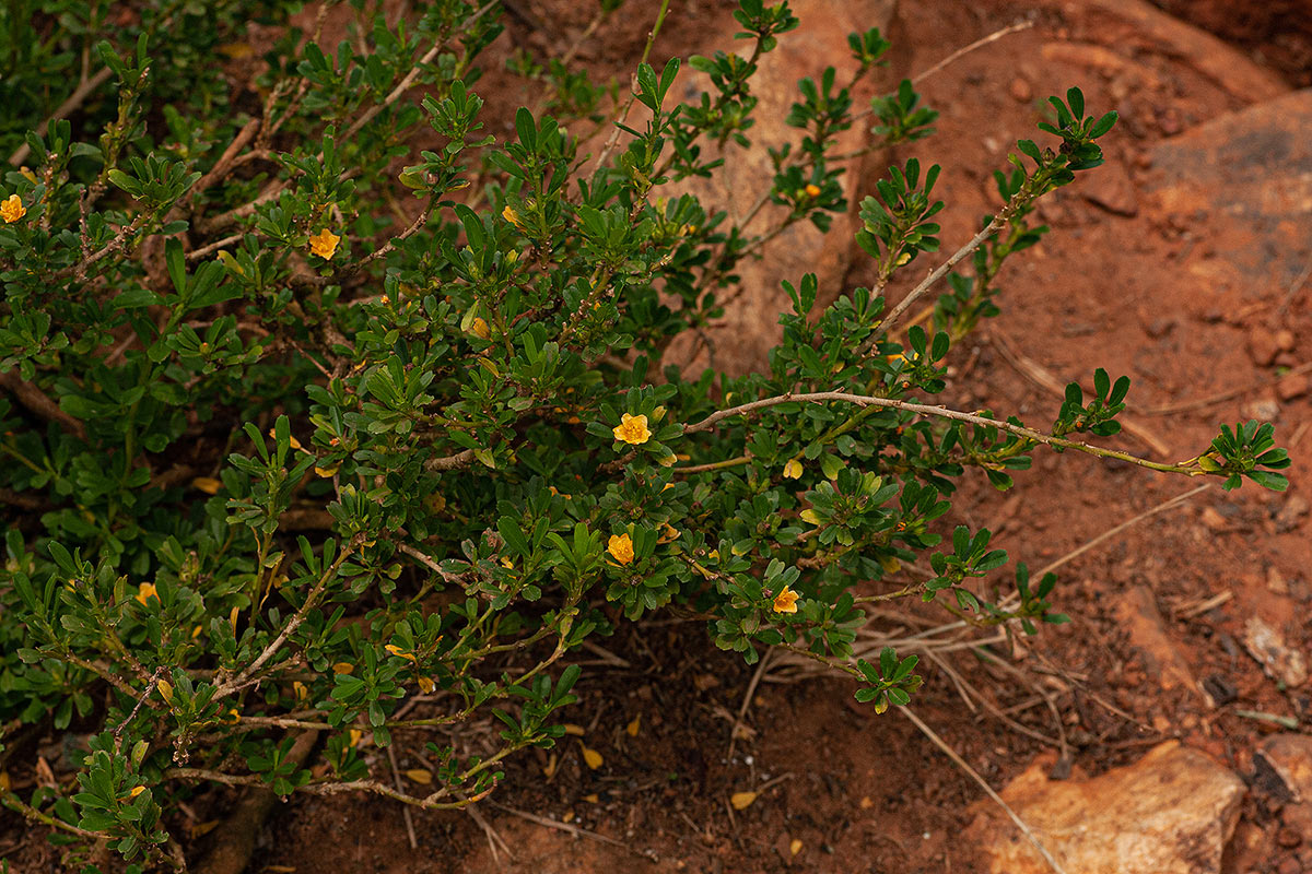 Sida tenuicarpa Sida tenuicarpa