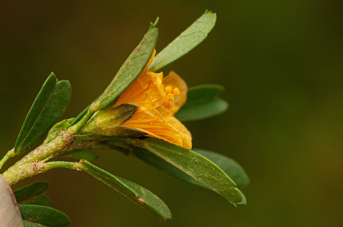 Sida tenuicarpa Sida tenuicarpa