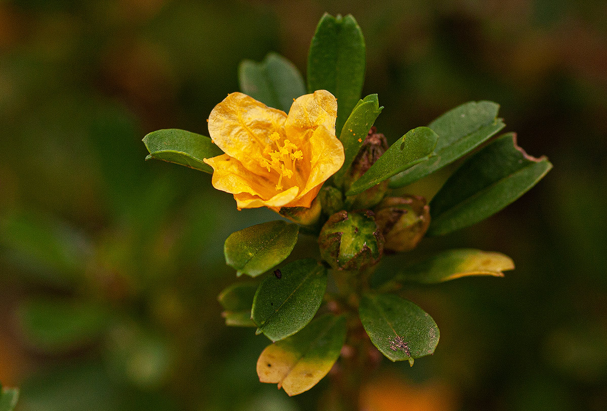 Sida tenuicarpa Sida tenuicarpa