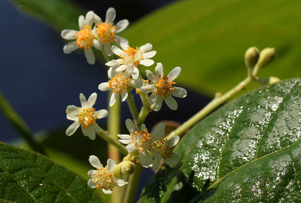 Christiana africana Christiana africana