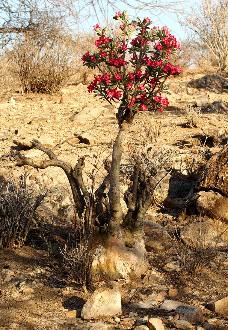 Adenium obesum Adenium obesum