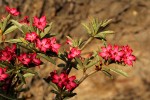 Adenium obesum