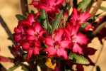 Adenium obesum