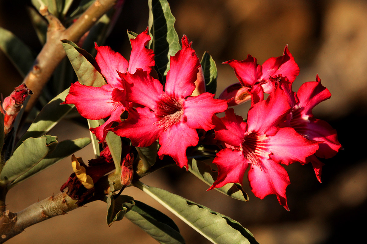 Adenium obesum Adenium obesum
