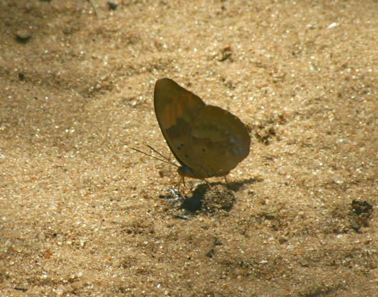 Euphaedra neophron