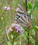 Cigaritis natalensis