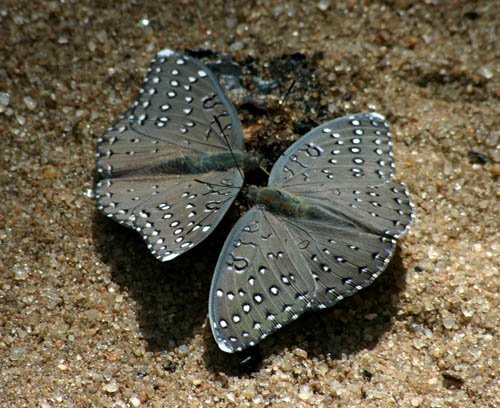 Hamanumida daedalus