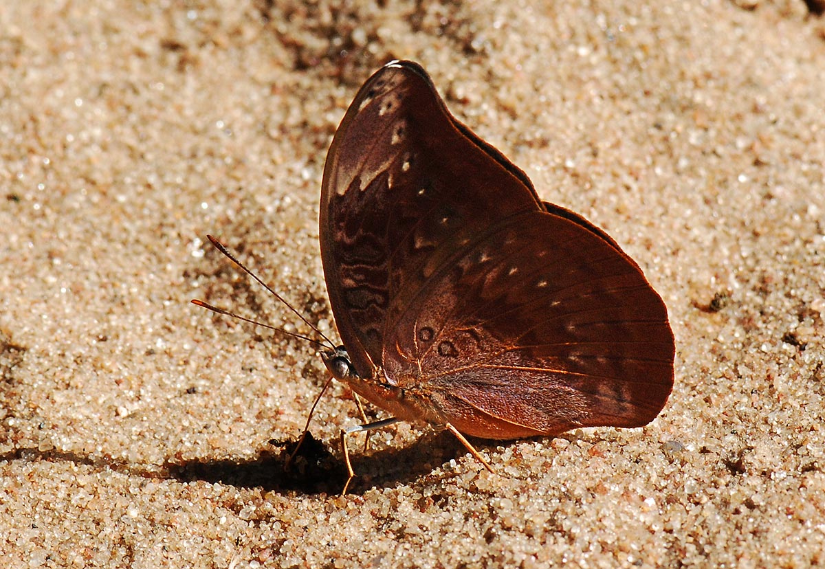 Euryphura achlys