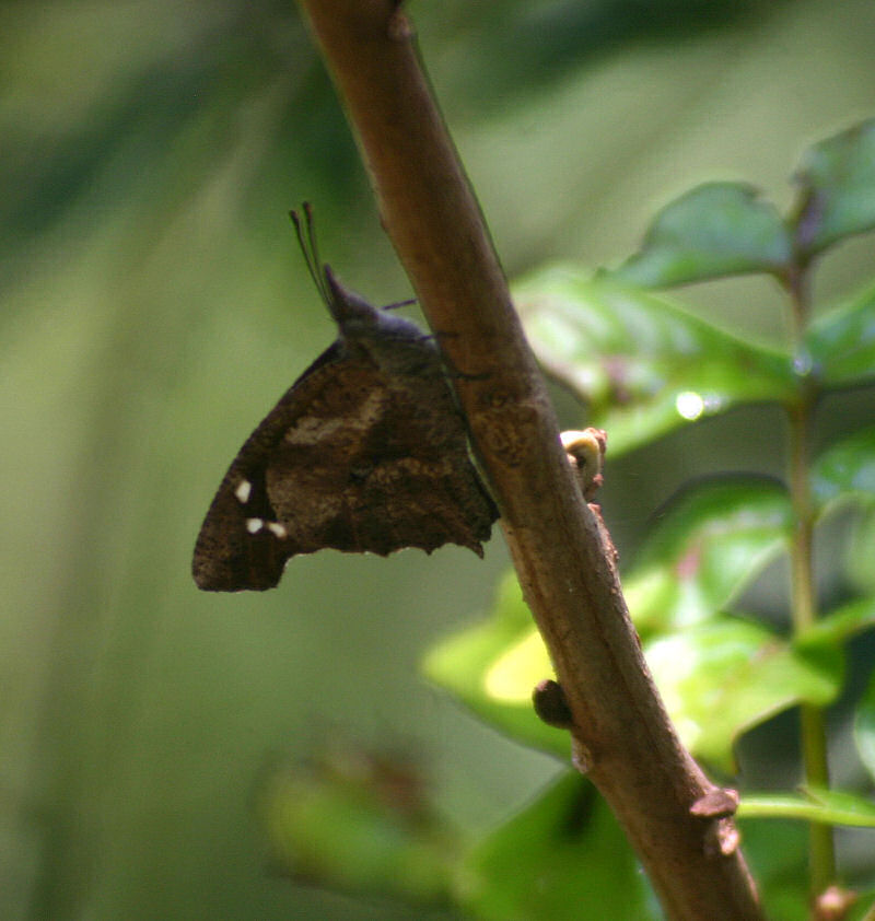 Libythea labdaca