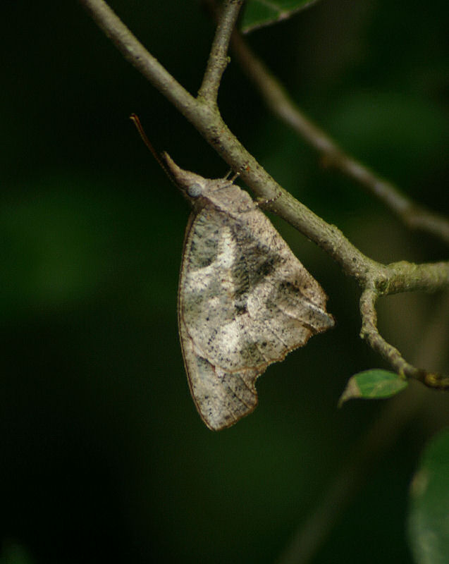 Libythea labdaca