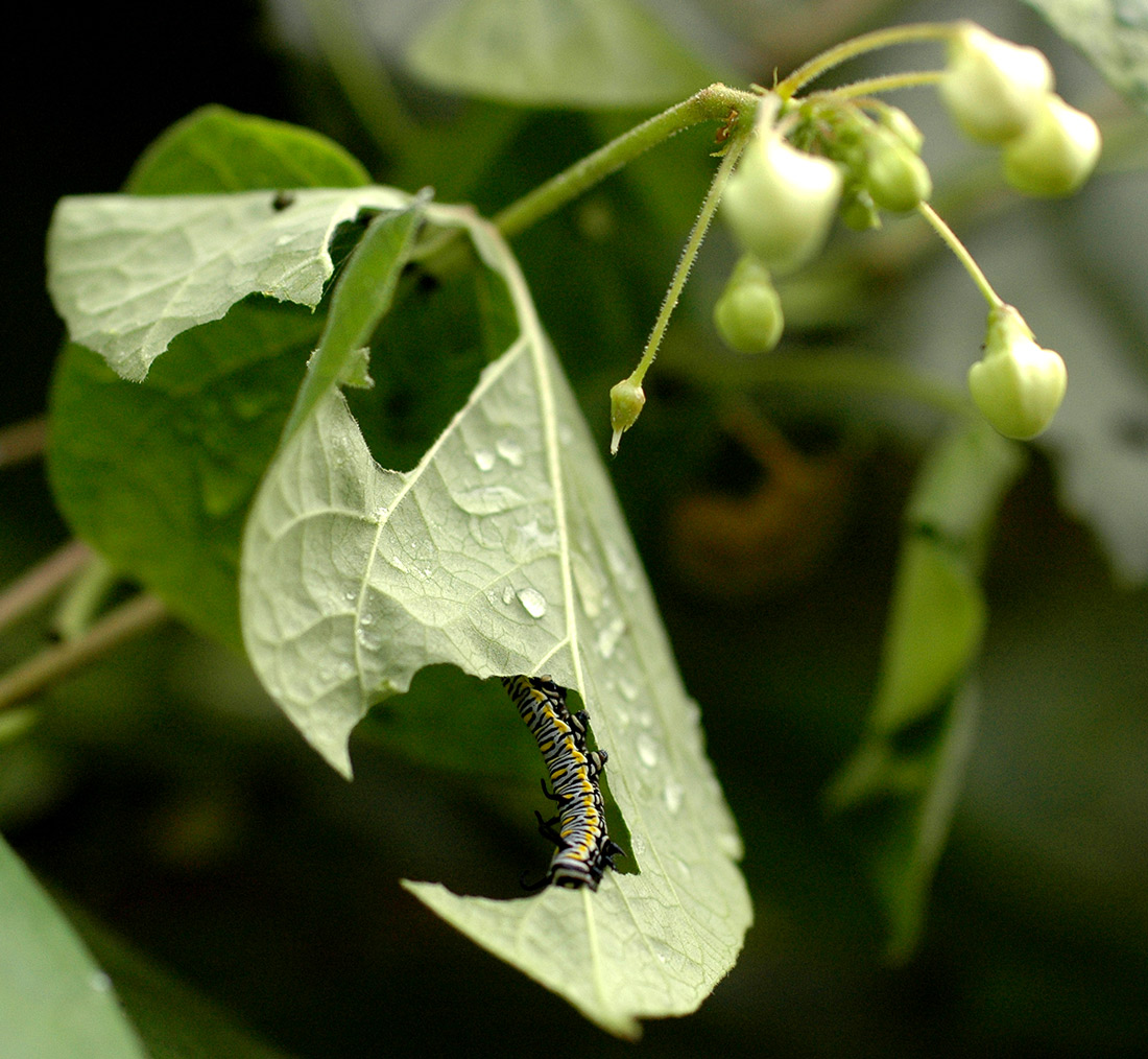 Danaus chrysippus