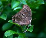 Melanitis leda