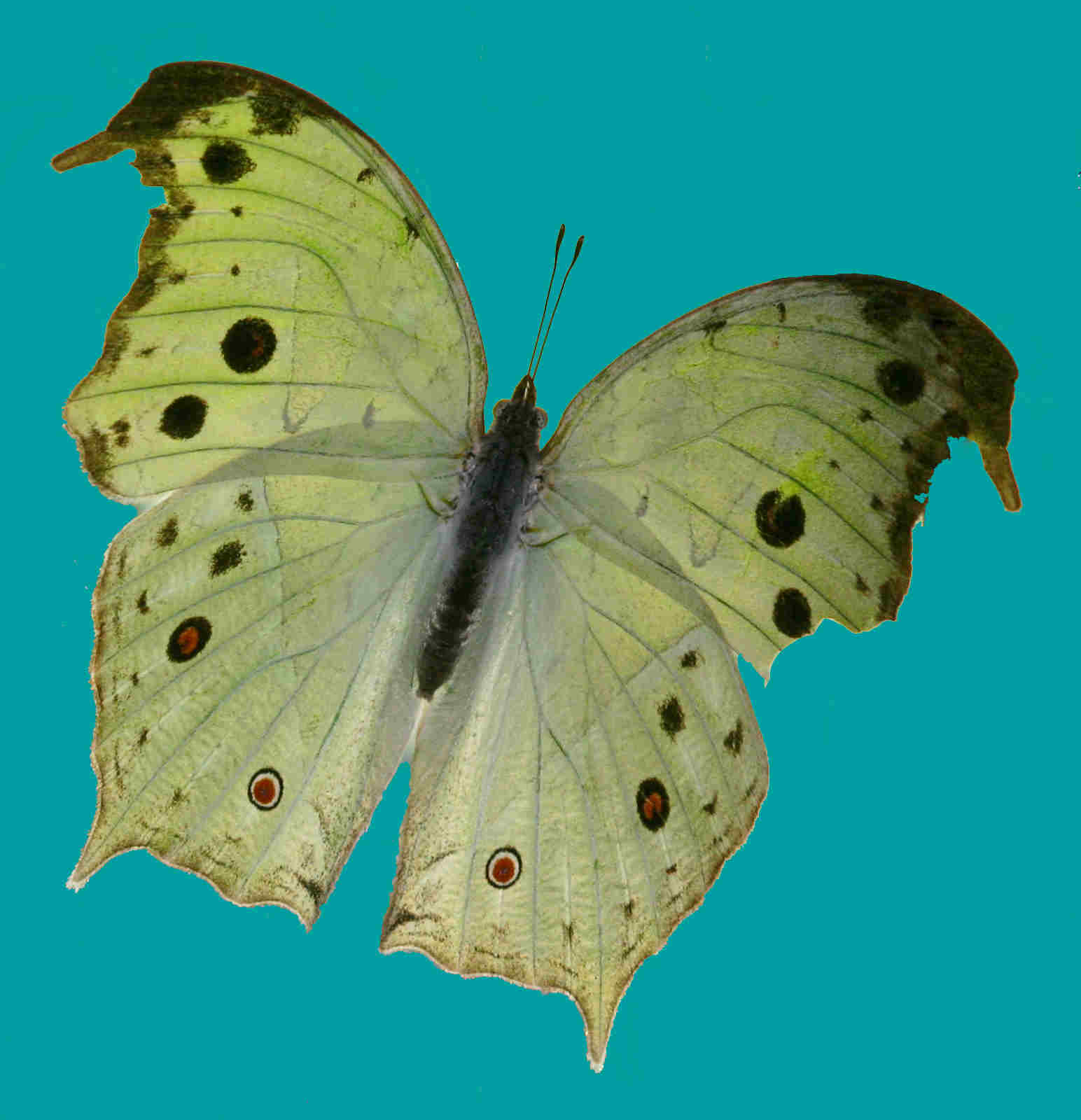 Salamis parhassus