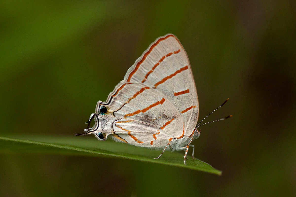 Hypolycaena caeculus