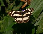 Pinacopteryx eriphia