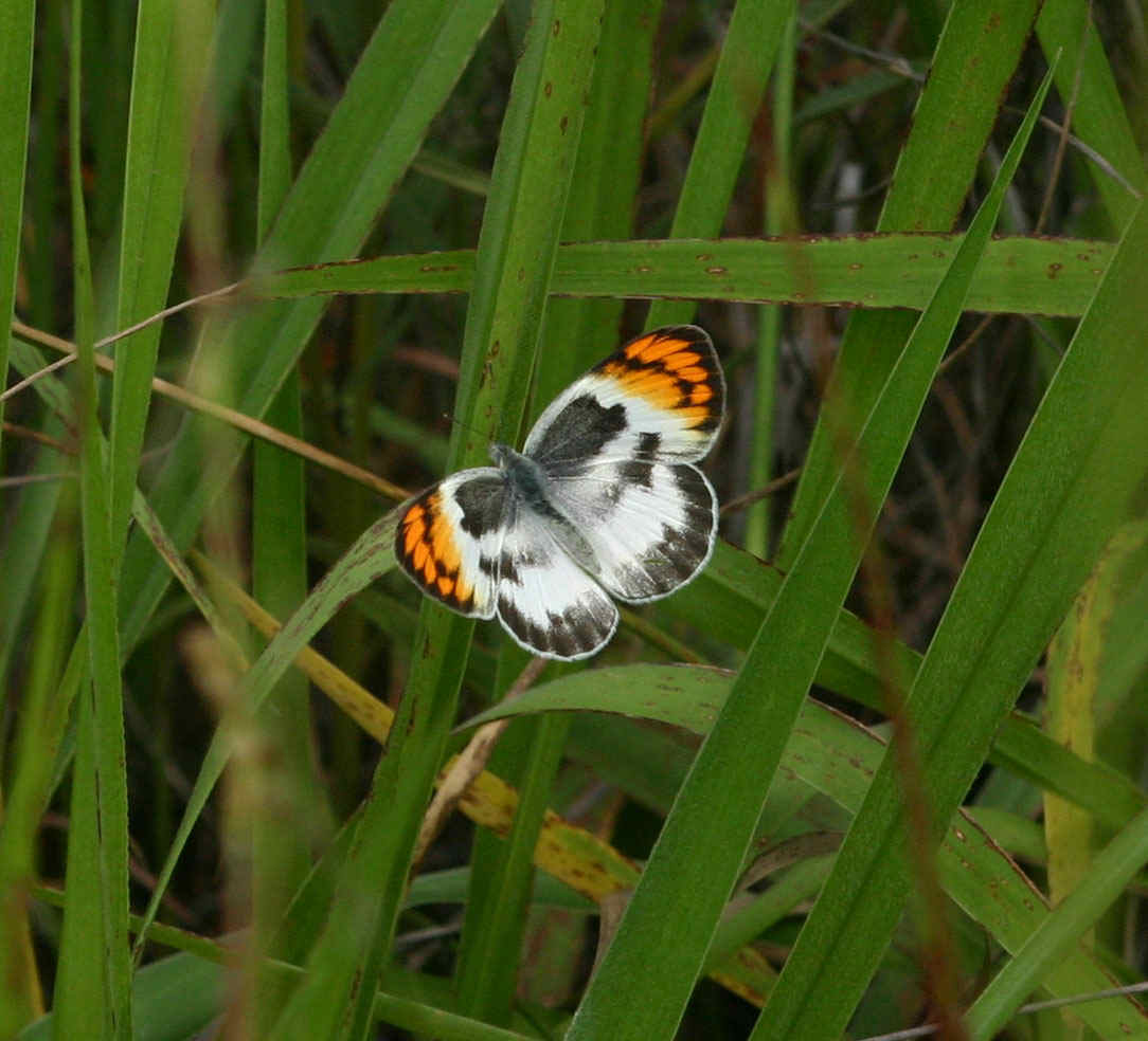 Colotis evenina