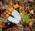 Belenois creona