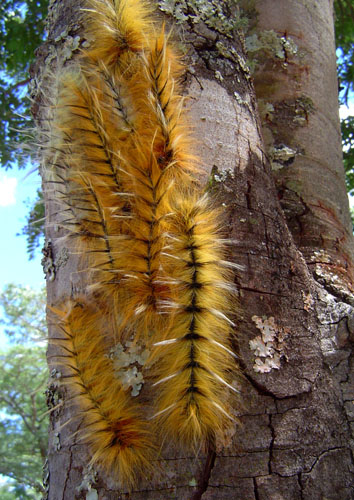 Gonometa robusta