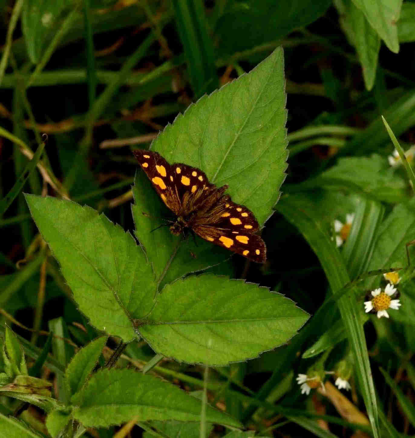 Metisella metis