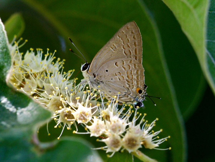 Deudorix antalus