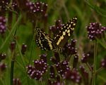 Papilio demodocus