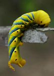 Acherontia atropos
