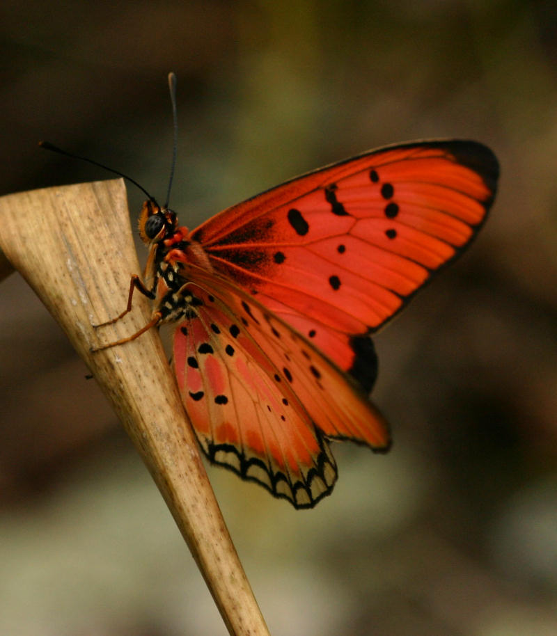 Acraea aglaonice