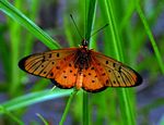 Acraea oncaea