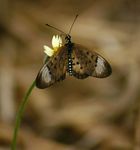 Acraea oncaea