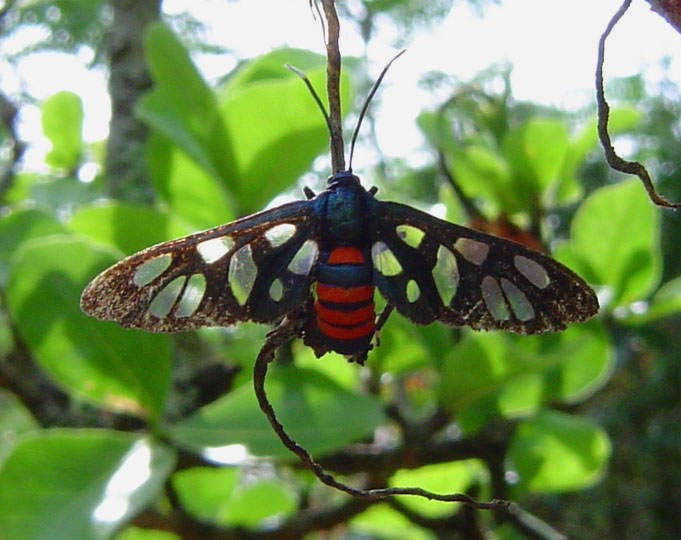 Amata alicia