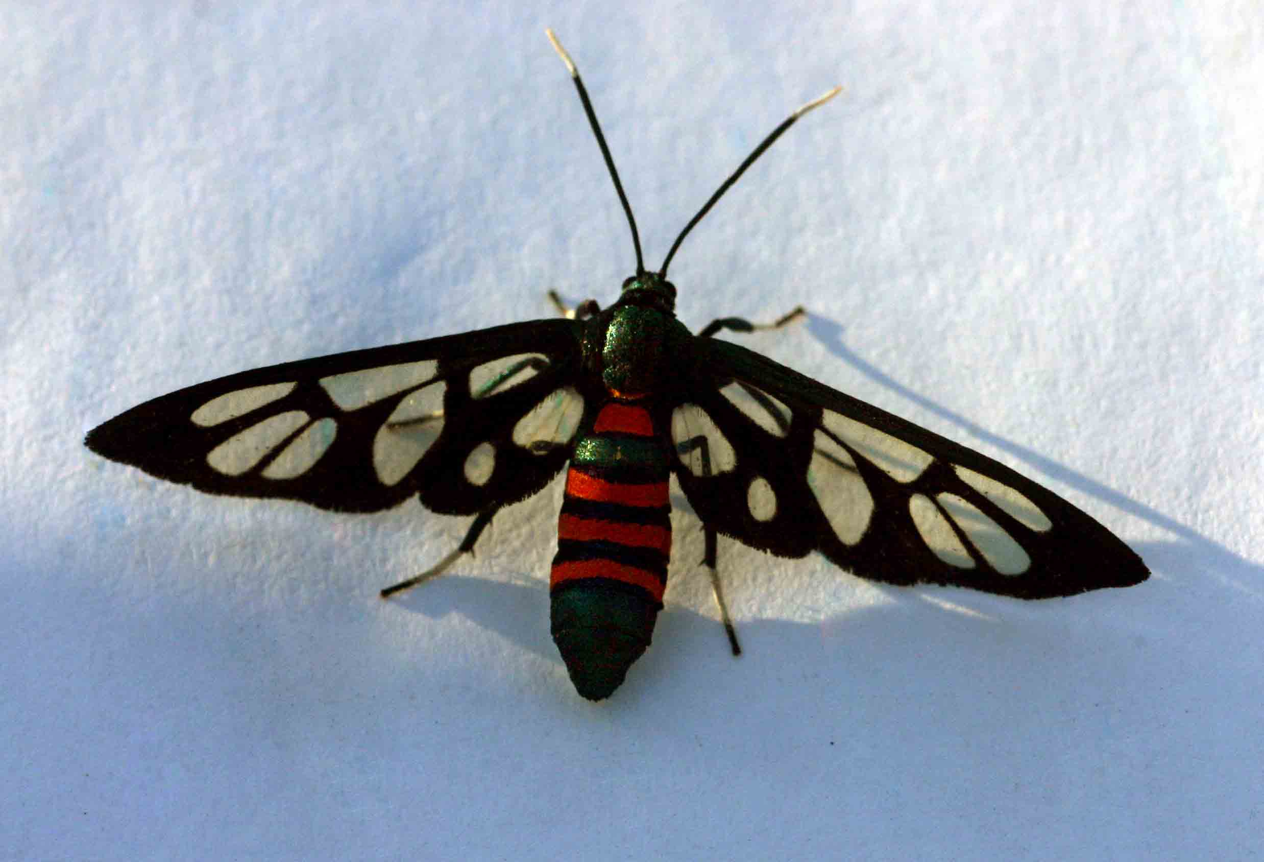 Amata alicia