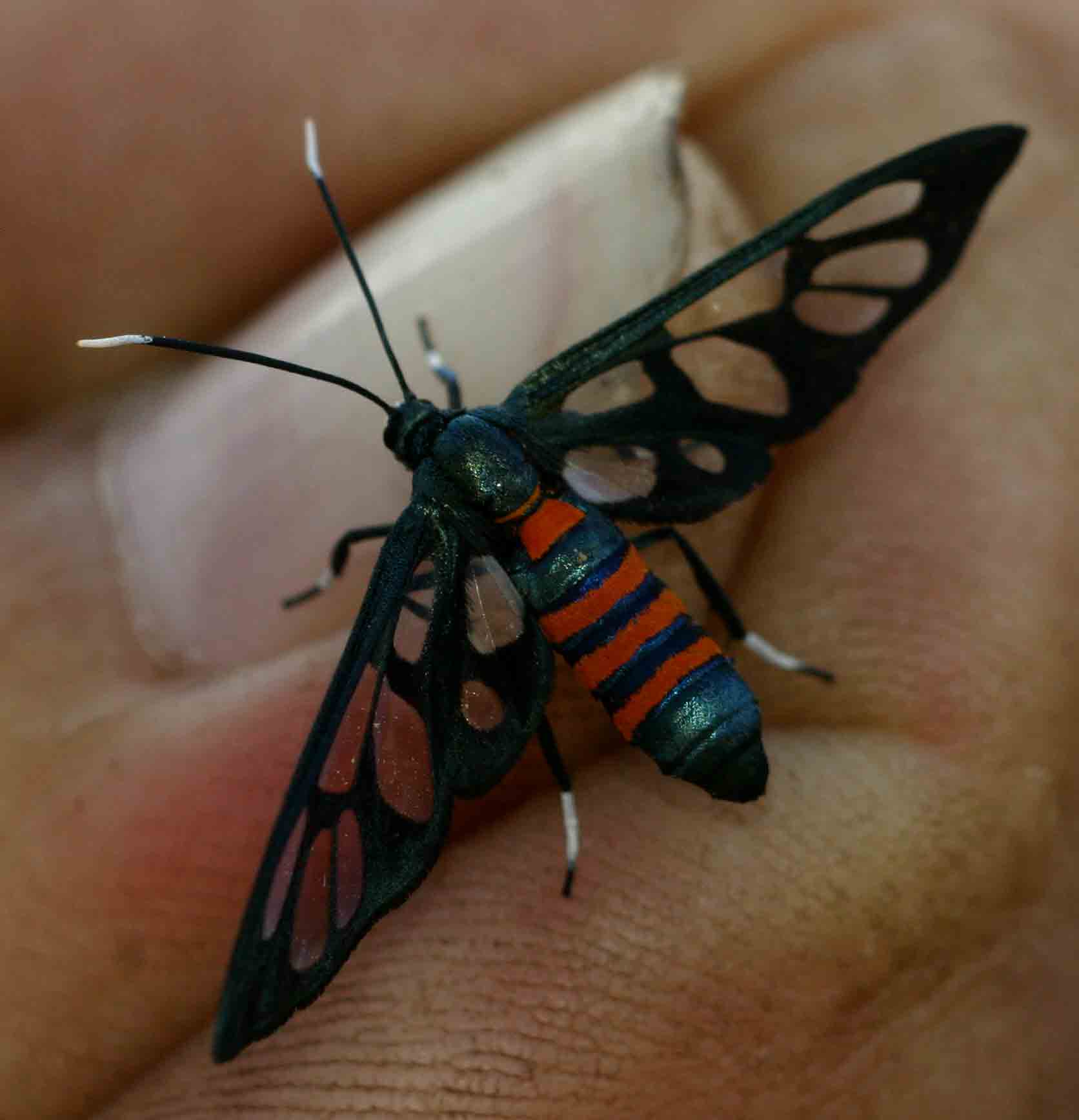 Amata alicia