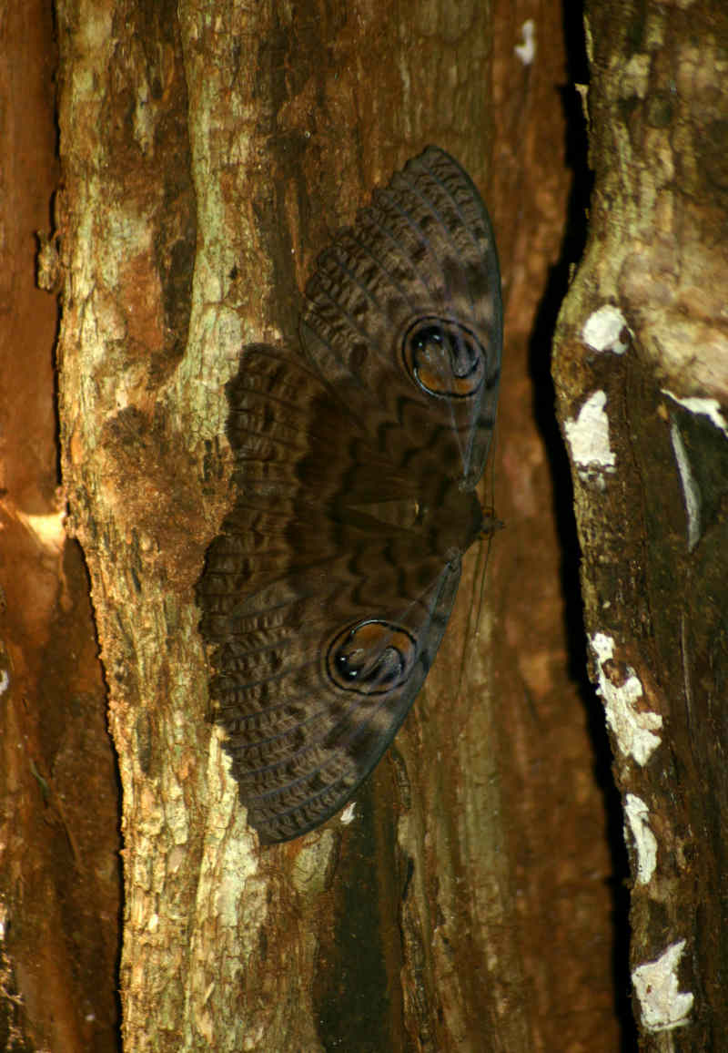 Erebus walkeri