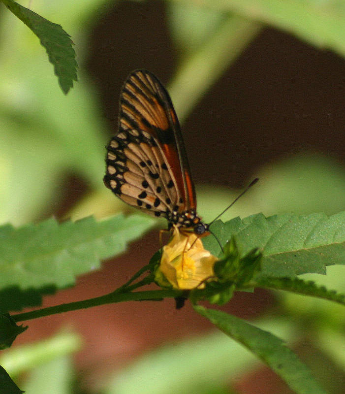 Hyalites eponina