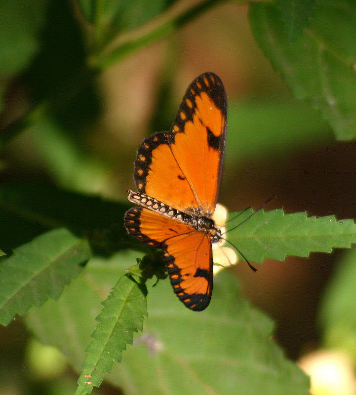 Hyalites eponina