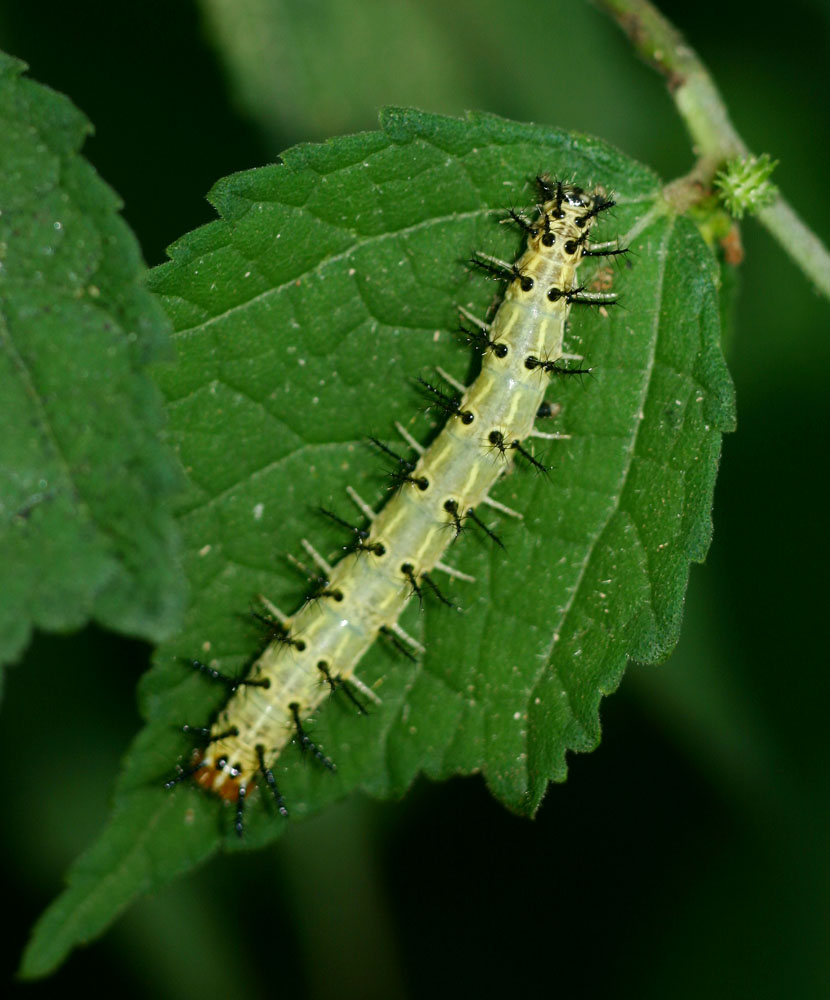 Hyalites eponina