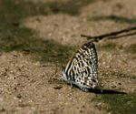 Leptotes group