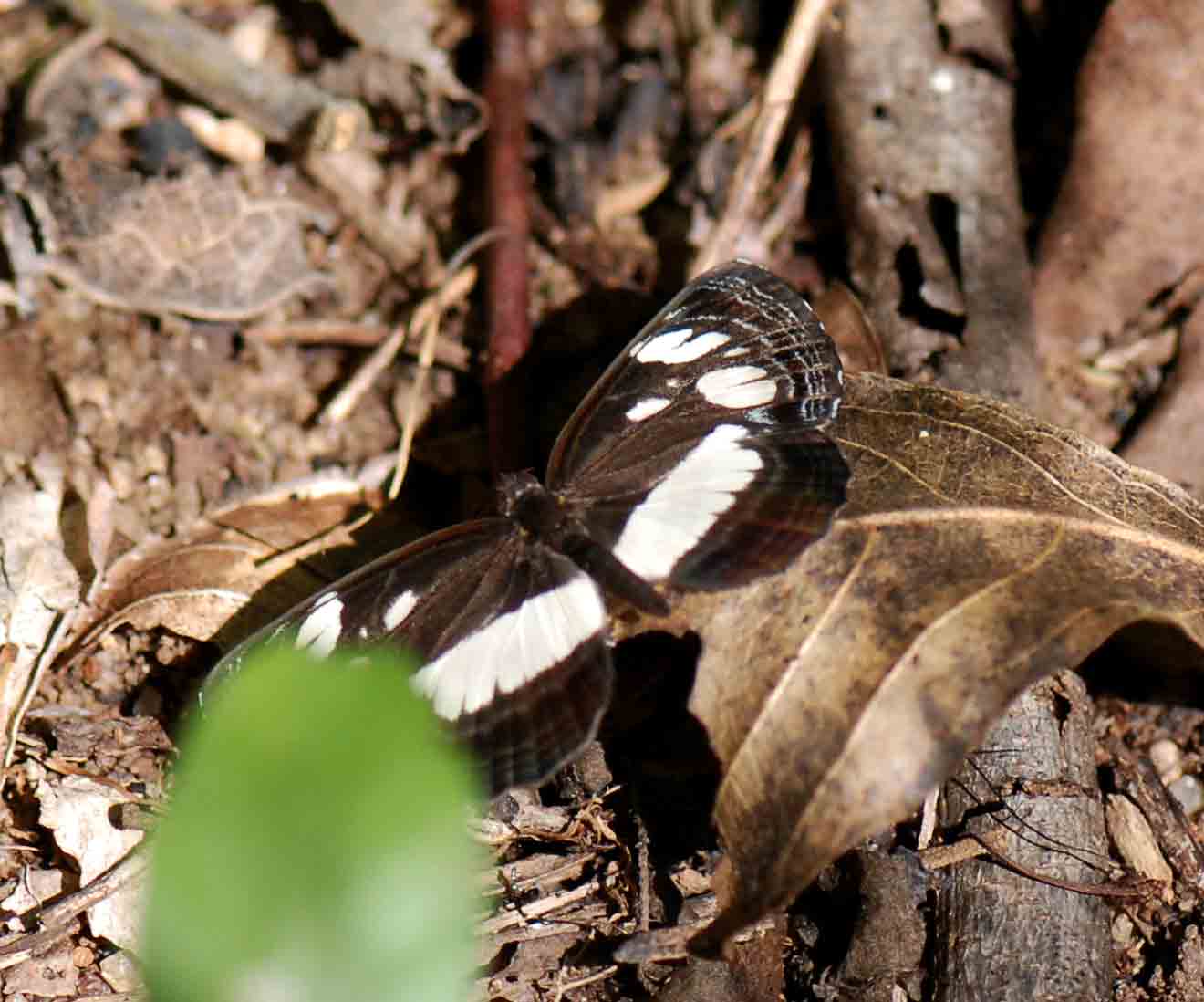 Neptis goochii