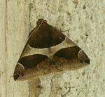 Dysgonia torrida