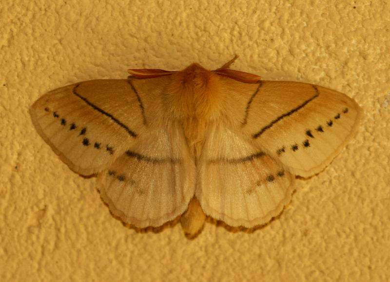 Philotherma rosa