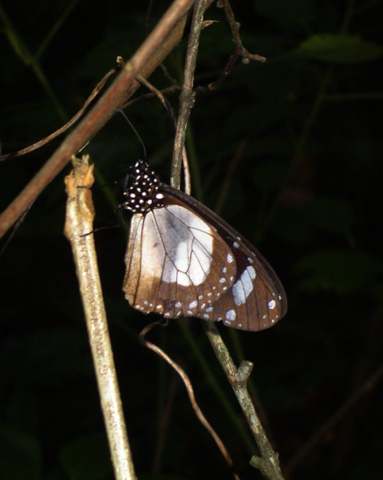 Amauris ochlea