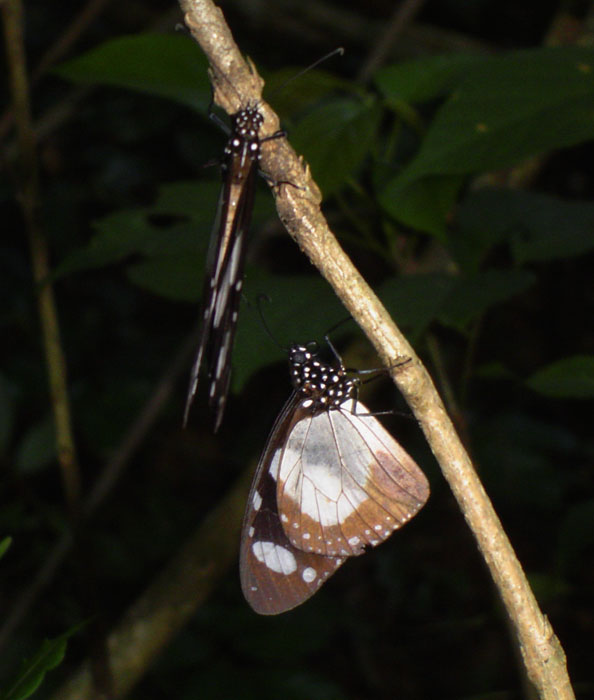 Amauris ochlea