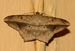 Chiasmia simplicilinea